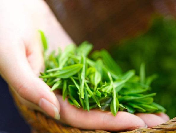 富硒茶噴施有機(jī)硒肥