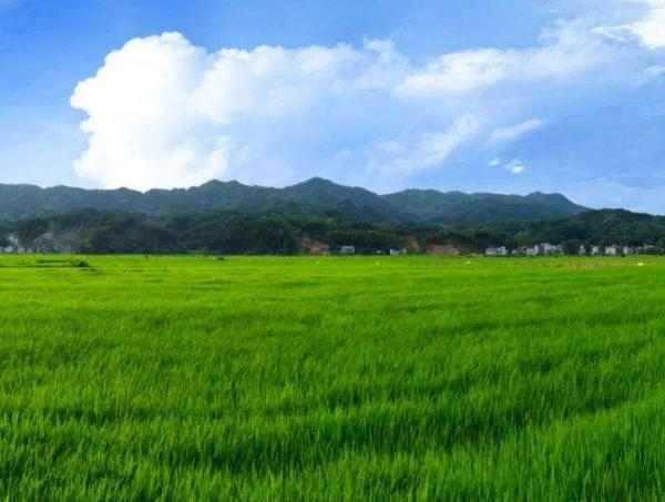 國內(nèi)富硒技術(shù)的現(xiàn)狀