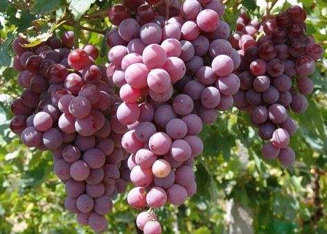 富硒葡萄種植技術(shù)