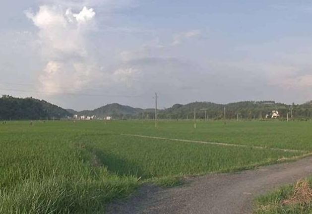 富硒農(nóng)產(chǎn)品,富硒農(nóng)業(yè),富硒葉面肥 富硒農(nóng)產(chǎn)品,富硒農(nóng)業(yè),富硒葉面肥