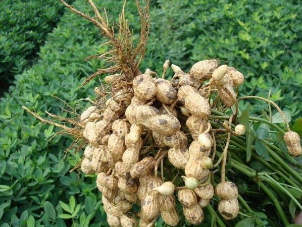 富硒黑花生的種植技術(shù)
