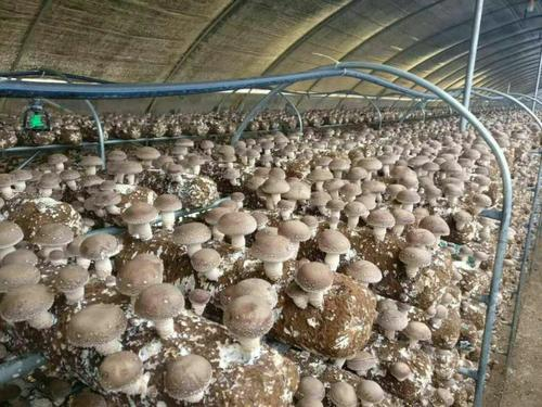 菌菇用硒肥的價(jià)格是多少？
