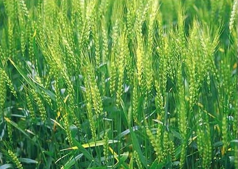 富硒小麥栽培技術(shù)規(guī)程 富硒小麥栽培技術(shù)規(guī)程
